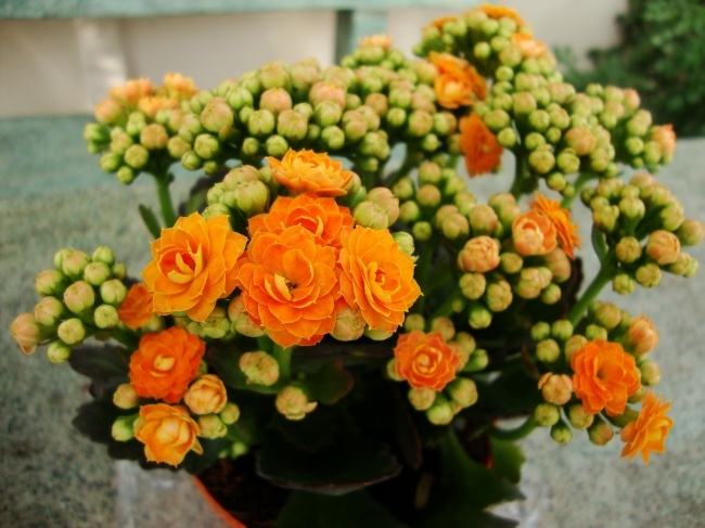 Bạn
